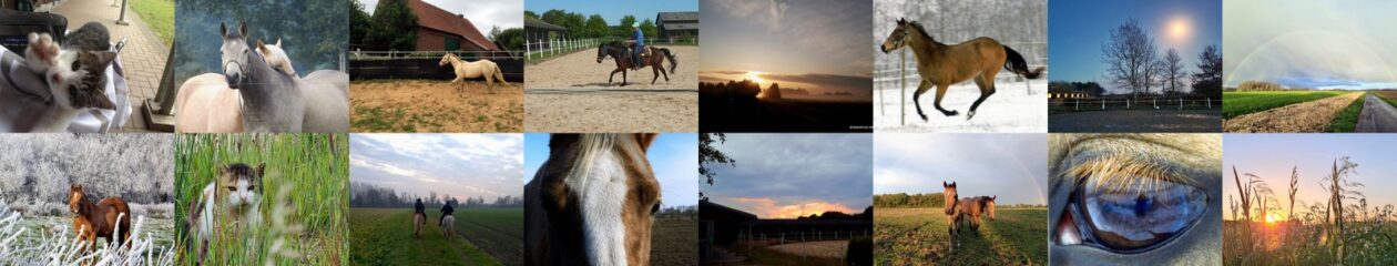 Catwalk-Ranch – Westernreiten im Münsterland